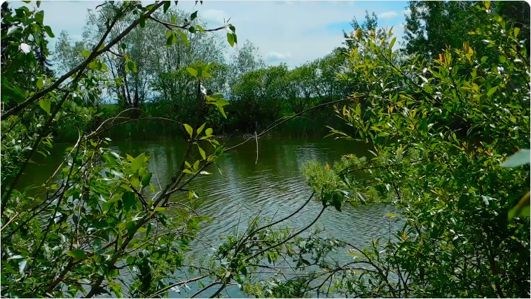 A frame of a video showing a lake seen through green leaves, ready to become a GIF